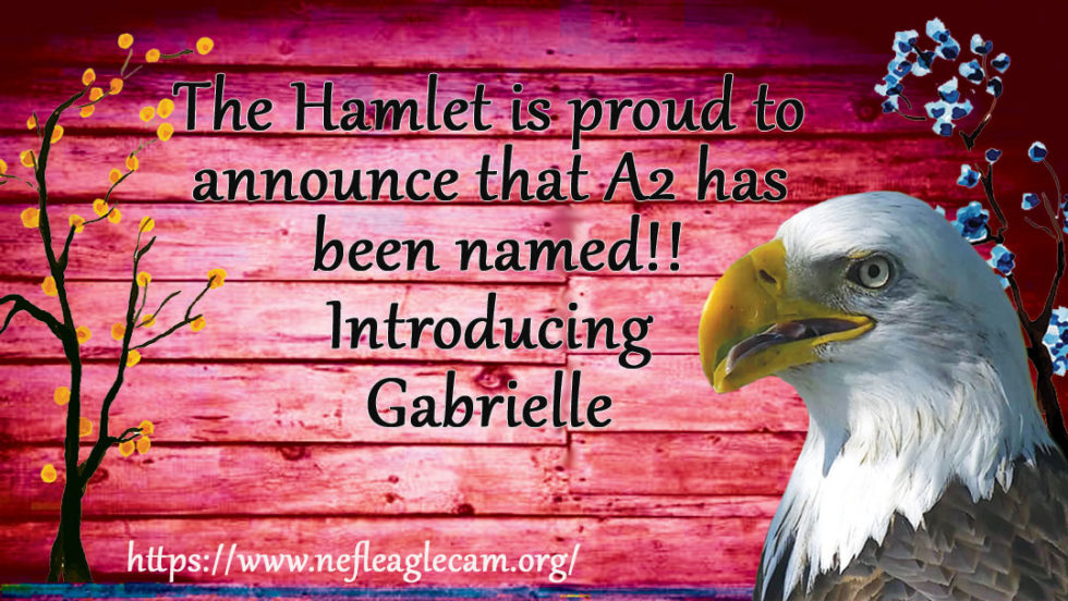 Northeast Florida Webcam Home Page | Northeast Florida Eagle Cam