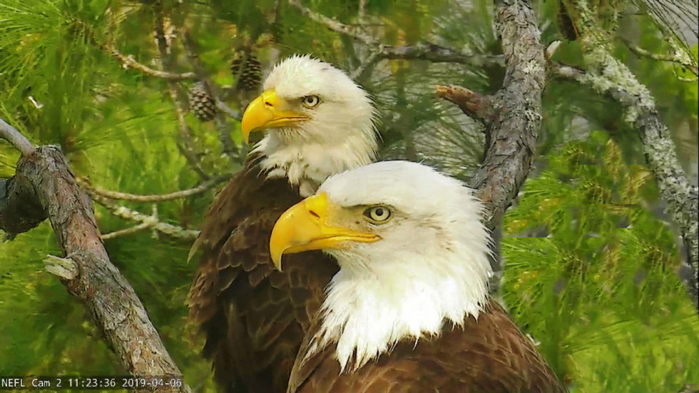 Northeast Florida Webcam Home Page | Northeast Florida Eagle Cam