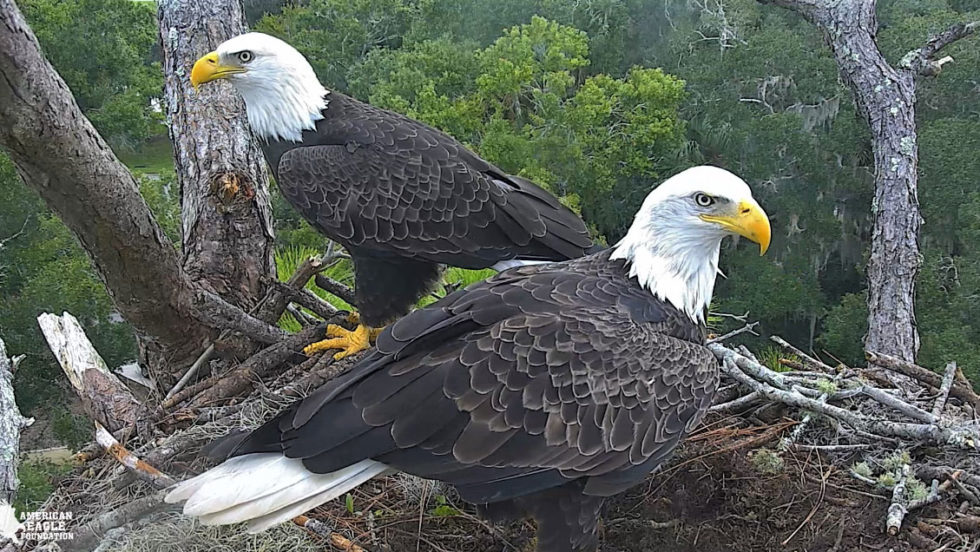 Northeast Florida Webcam Home Page | Northeast Florida Eagle Cam