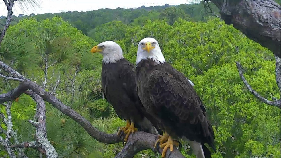 Northeast Florida Eagle Cam | See Bald Eagles In Their Own Environment!