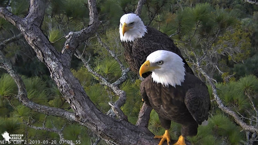 Northeast Florida Webcam Home Page | Northeast Florida Eagle Cam