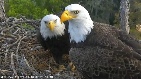 Northeast Florida Eagle Cam | See Bald Eagles in their own environment!