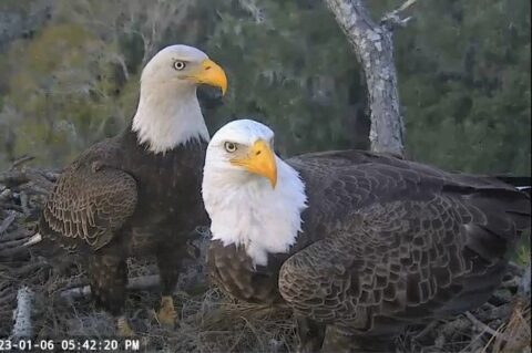 Northeast Florida Eagle Cam | See Bald Eagles in their own environment!