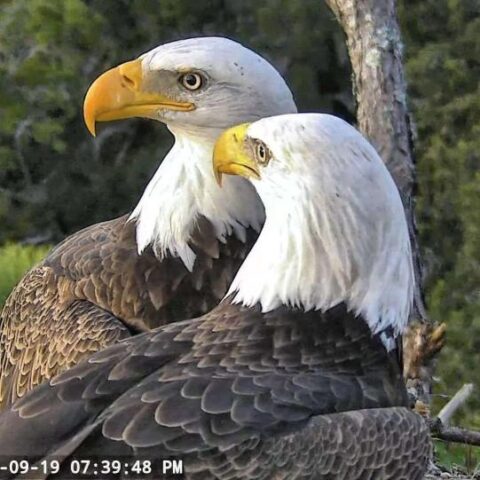 Northeast Florida Eagle Cam | See Bald Eagles in their own environment!